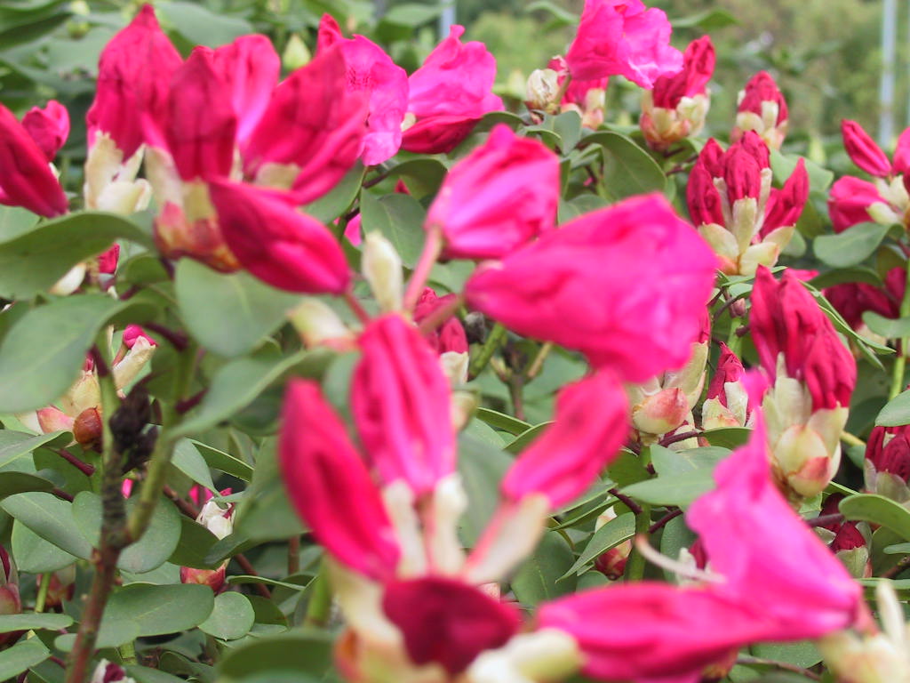 Rhododendron williamsianum Gartendirektor Glocker 03 knospig.jpg